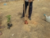 Atividade de arborização da orla de Juazeiro - Projeto Escola Verde - Juazeiro-BA - 26.06.15