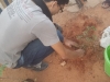 Projeto Vizinhança Arborizada - Bairro Castelo Branco - Juazeiro-BA - 02.07.15