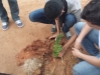 Projeto Vizinhança Arborizada - Bairro Castelo Branco - Juazeiro-BA - 02.07.15