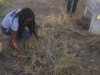Atividades de arborização e compostagem - Colégio Lomanto Júnior - Juazeiro-BA - 16.06.15