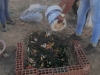 Atividades de arborização e compostagem - Colégio Lomanto Júnior - Juazeiro-BA - 16.06.15