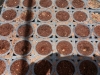 Produção de mudas - CRAD - CCA-UNIVASF