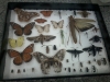 Visita técnica ao CEMAFAUNA, Laboratório de Zoologia e Entomologia, e ao Viveiro do PEV - Escolas Pe. Luiz Cassiano e Mãe Vitória - Petrolina