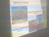 Palestra Arborização - Colégio Cecílio Matos