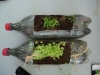 alunos-aprendem-a-fazer-jardineiras-com-pets-recicladas8-escola-anete-rolim-petrolina-pe-18-10-2012