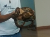 Visita técnica ao CEMAFAUNA, CCA e Viveiro do PEV - Escola Laurita Coelho - Petrolina-PE - 04.03.15